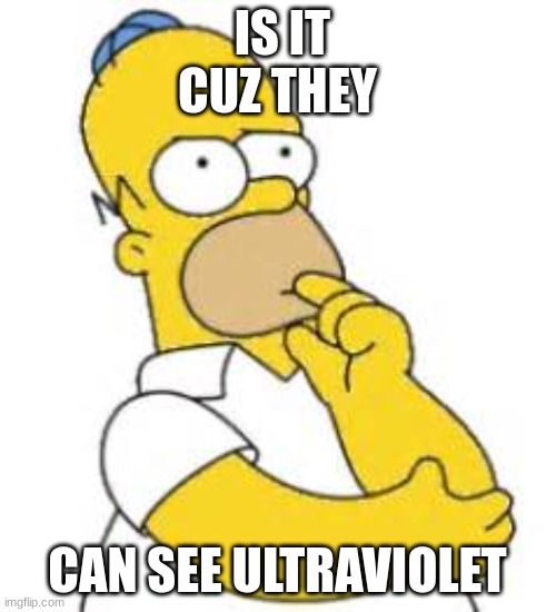 Homer Simpson Hmmmm | IS IT CUZ THEY CAN SEE ULTRAVIOLET | image tagged in homer simpson hmmmm | made w/ Imgflip meme maker