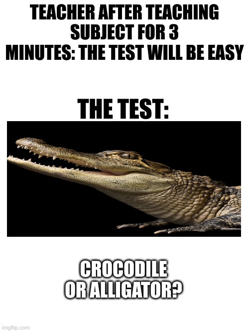 Blank White Template | TEACHER AFTER TEACHING SUBJECT FOR 3 MINUTES: THE TEST WILL BE EASY; THE TEST:; CROCODILE OR ALLIGATOR? | image tagged in blank white template | made w/ Imgflip meme maker