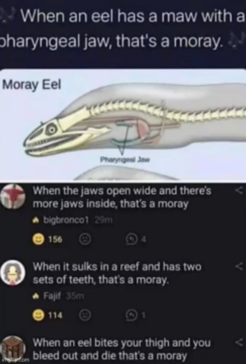 That’s a moray | made w/ Imgflip meme maker