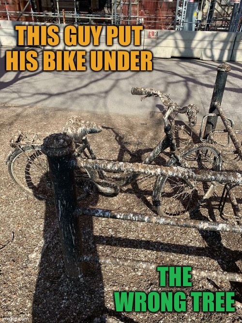 Very unfortunate indeed | THIS GUY PUT HIS BIKE UNDER; THE WRONG TREE | image tagged in funny,memes,bird poo,bike,tree | made w/ Imgflip meme maker