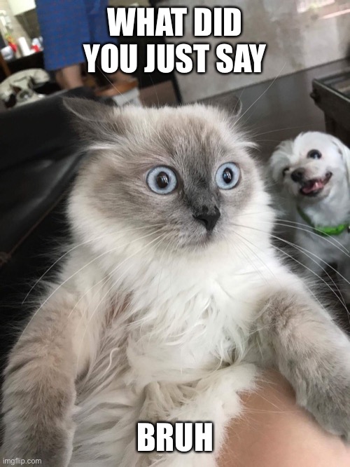Mindblown Cat | WHAT DID YOU JUST SAY BRUH | image tagged in mindblown cat | made w/ Imgflip meme maker