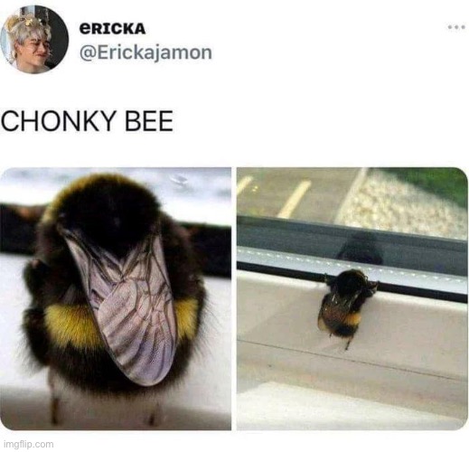 I like them biggg I like them chunky | image tagged in funny,memes,bees,chunky | made w/ Imgflip meme maker