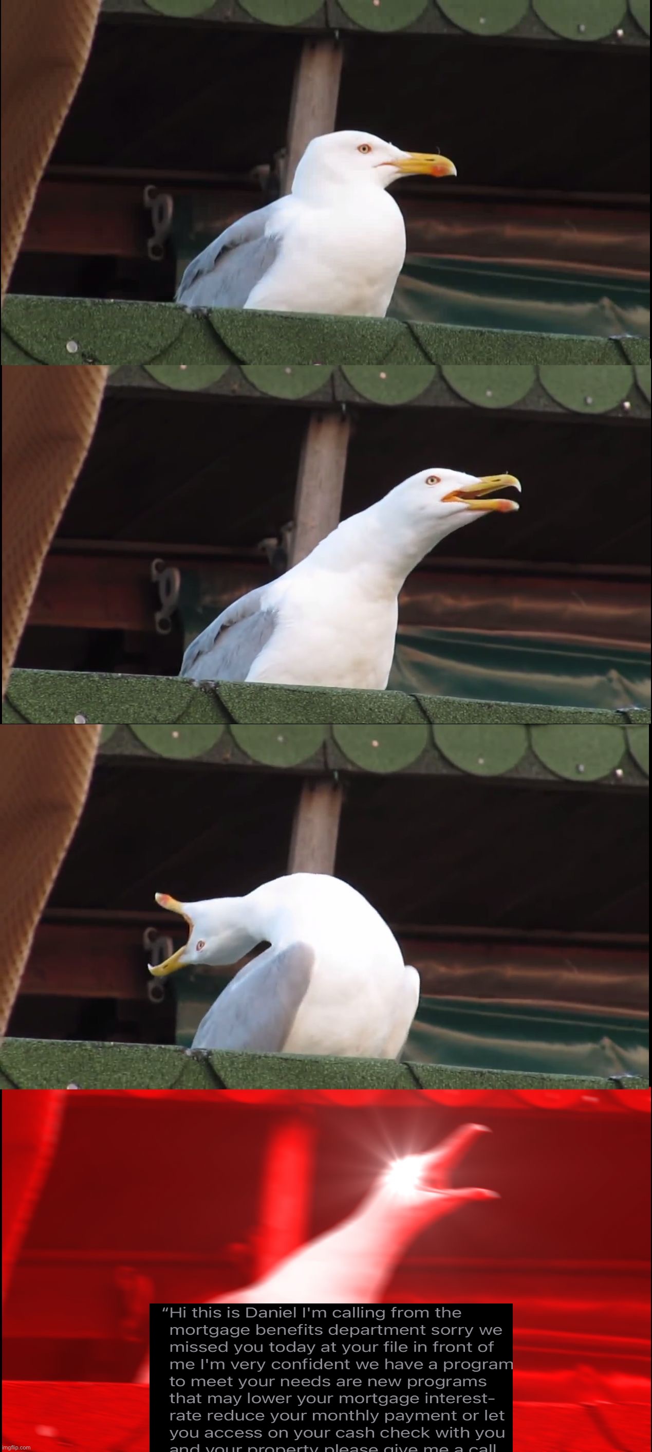 All of my voicemail inbox for the past couple weeks is just this. I'm not even a homeowner. | image tagged in memes,inhaling seagull | made w/ Imgflip meme maker