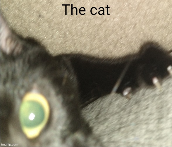 The cat | made w/ Imgflip meme maker