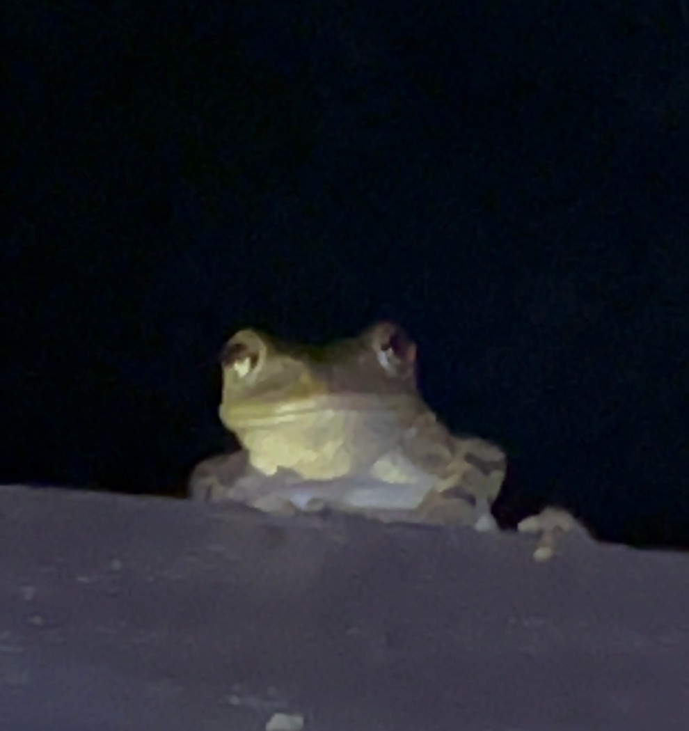 Froggie Blank Meme Template