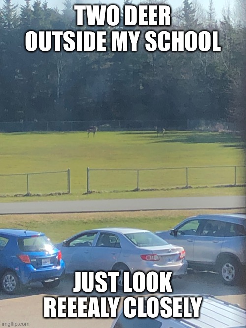 TWO DEER OUTSIDE MY SCHOOL; JUST LOOK REEEALY CLOSELY | made w/ Imgflip meme maker