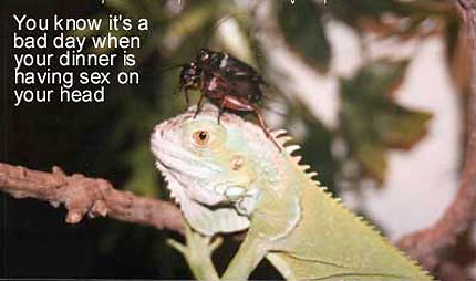 image tagged in funny,nature