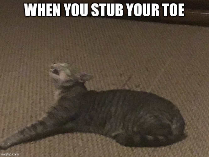 Stubbing toes | WHEN YOU STUB YOUR TOE | image tagged in cats | made w/ Imgflip meme maker