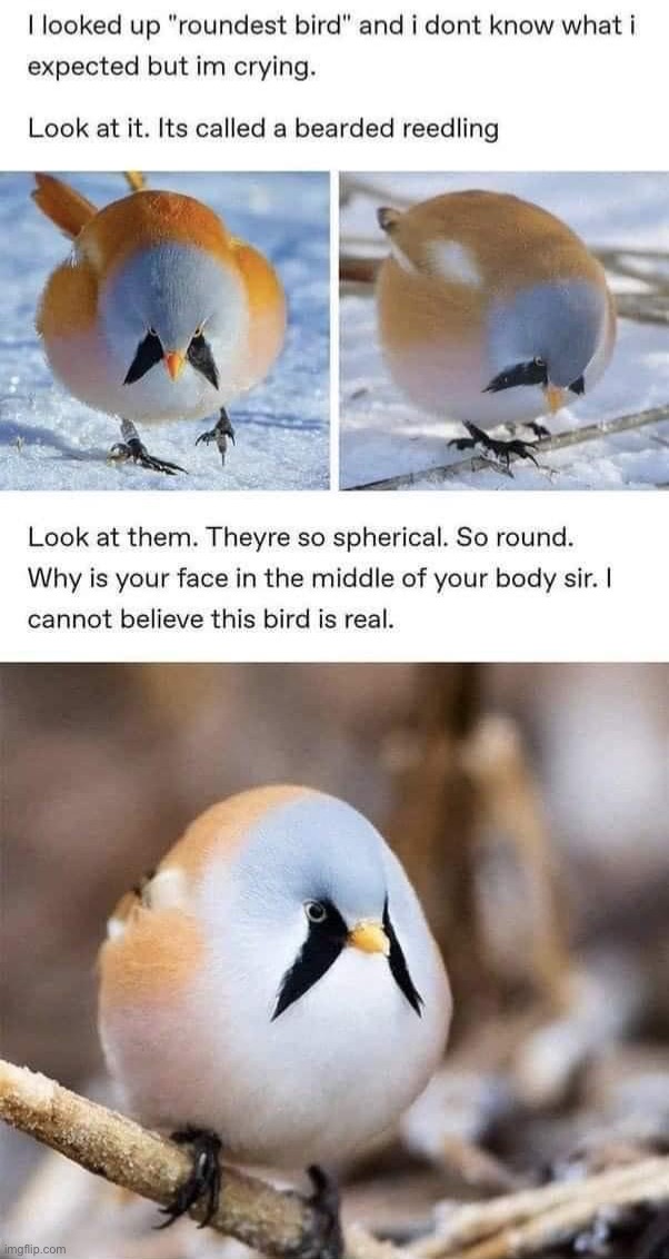 Roundest bird | image tagged in roundest bird | made w/ Imgflip meme maker