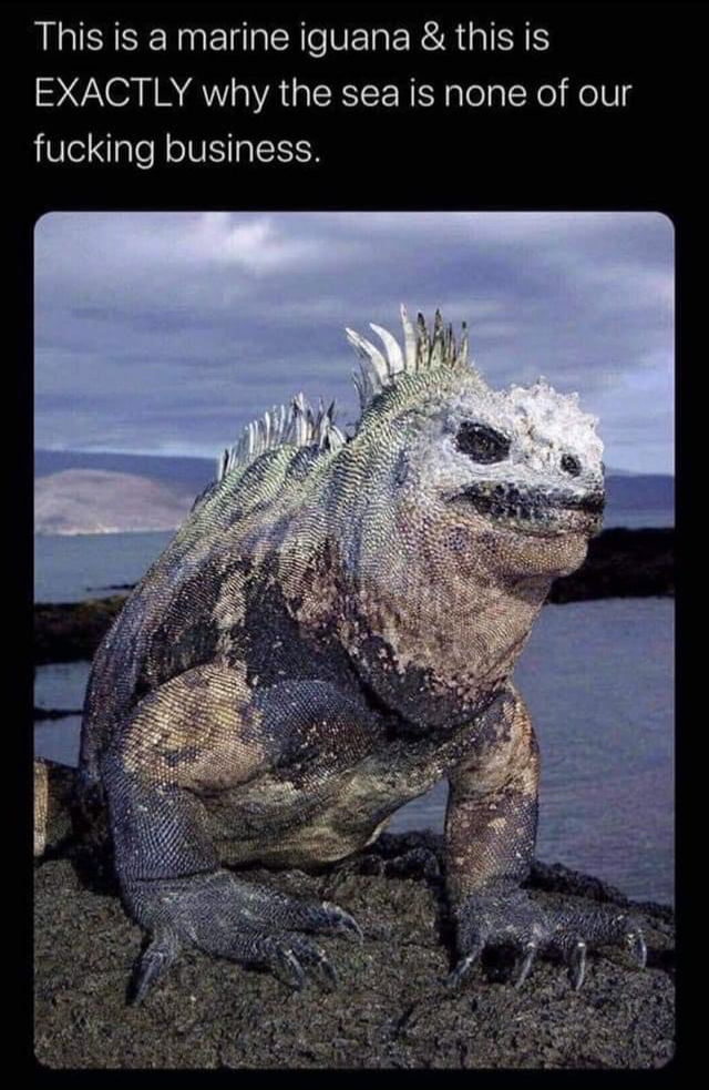 High Quality Marine Iguana Blank Meme Template