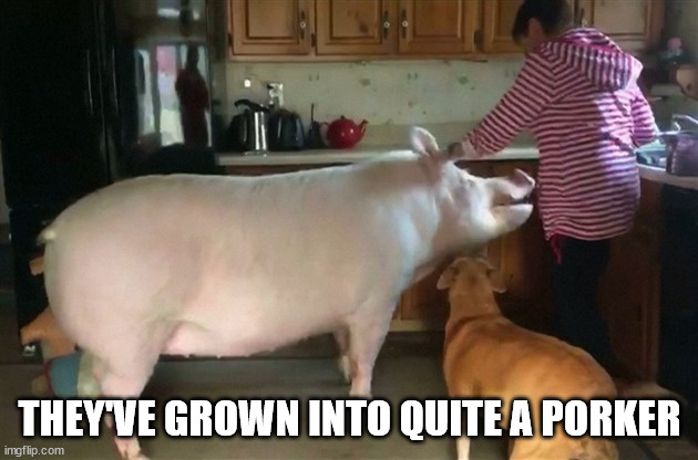 Big pig | THEY'VE GROWN INTO QUITE A PORKER | image tagged in big pig | made w/ Imgflip meme maker