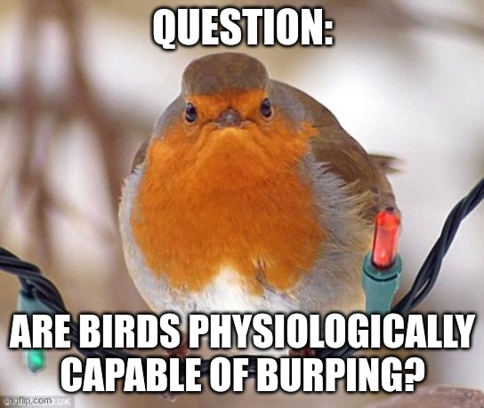 Just Wondering... | QUESTION:; ARE BIRDS PHYSIOLOGICALLY CAPABLE OF BURPING? | image tagged in memes,bah humbug,simothefinlandized,can birds actually burp | made w/ Imgflip meme maker