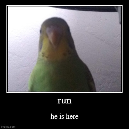 image tagged in funny,demotivationals,bird,parakeet | made w/ Imgflip demotivational maker