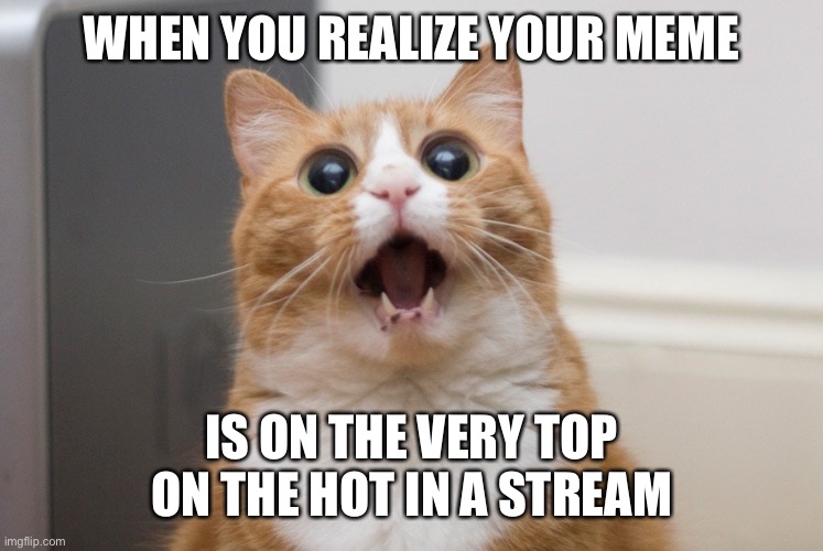 Lol | WHEN YOU REALIZE YOUR MEME; IS ON THE VERY TOP ON THE HOT IN A STREAM | image tagged in amazed cat | made w/ Imgflip meme maker