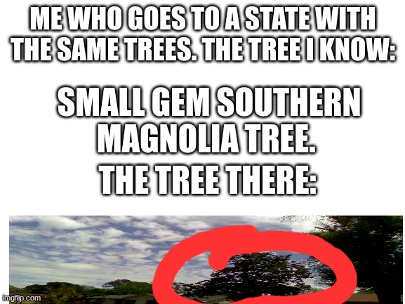 real picture at the bottom | ME WHO GOES TO A STATE WITH THE SAME TREES. THE TREE I KNOW:; SMALL GEM SOUTHERN MAGNOLIA TREE. THE TREE THERE: | image tagged in blank white template | made w/ Imgflip meme maker