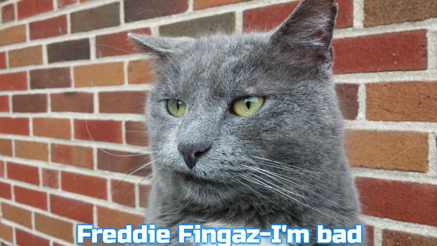 Evil Cat | Freddie Fingaz-I'm bad | image tagged in evil cat,freddie fingaz,slavic,i'm bad | made w/ Imgflip meme maker