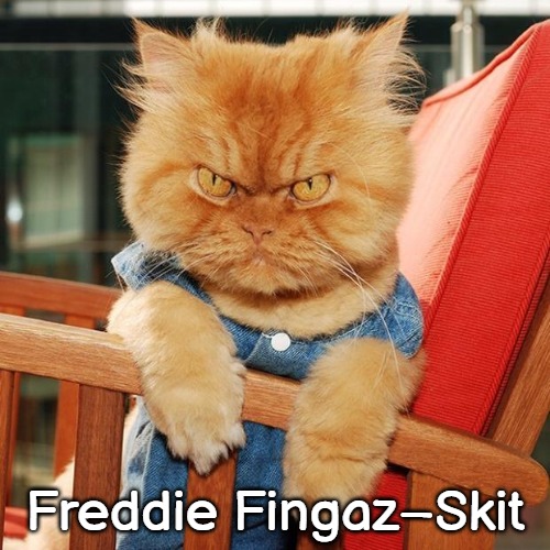 cats angry cat Memes & GIFs - Imgflip