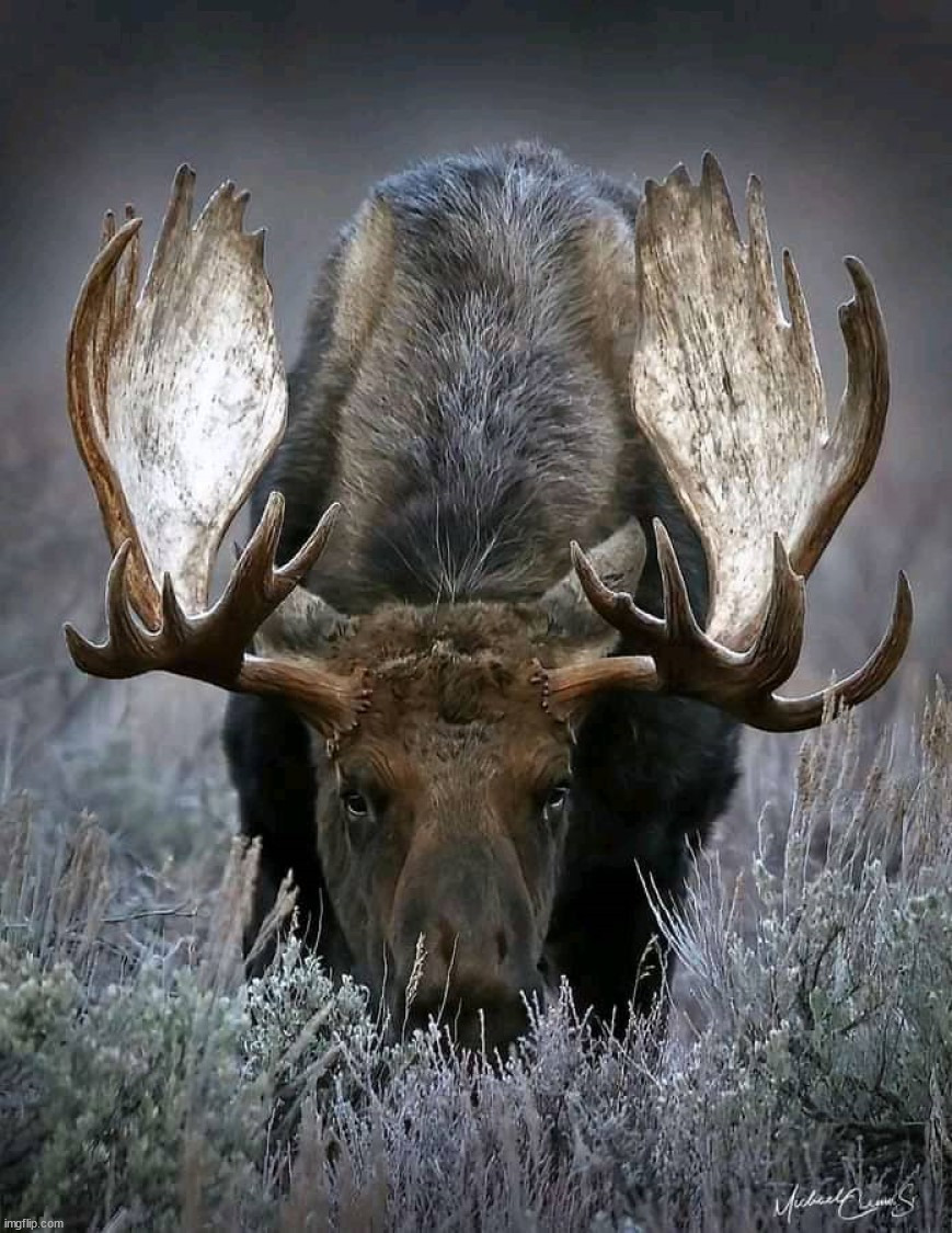 Moose | image tagged in awesome | made w/ Imgflip meme maker