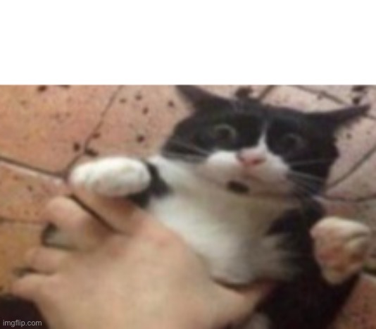 High Quality Cat caught in 4 k Blank Meme Template