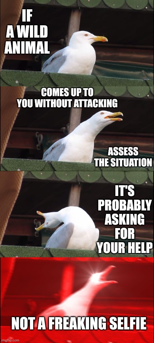 Use Your Brain | IF A WILD ANIMAL; COMES UP TO YOU WITHOUT ATTACKING; ASSESS THE SITUATION; IT'S PROBABLY ASKING FOR YOUR HELP; NOT A FREAKING SELFIE | image tagged in memes,inhaling seagull,duhhh dumbass,duh,smart animals,think about it | made w/ Imgflip meme maker