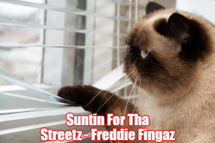 Cat looking out window | Suntin For Tha Streetz - Freddie Fingaz | image tagged in cat looking out window,slavic,freddie fingaz,streetz | made w/ Imgflip meme maker