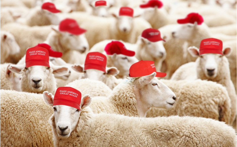 MAGA sheep Blank Meme Template