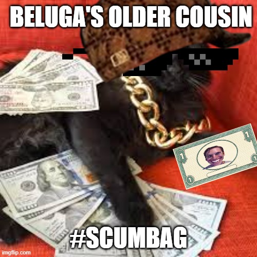 visco cat | BELUGA'S OLDER COUSIN; #SCUMBAG | image tagged in visco cat | made w/ Imgflip meme maker