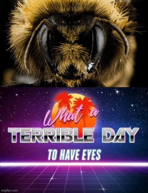 Scary Bee | image tagged in bees,scary | made w/ Imgflip meme maker