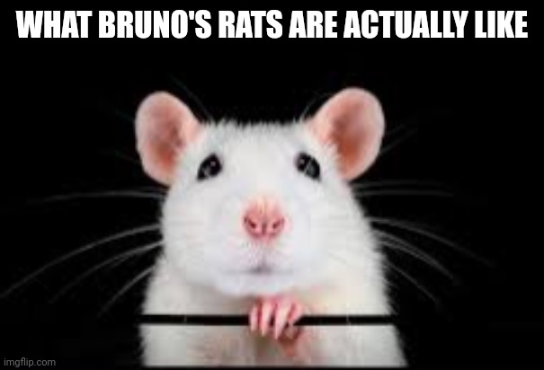 cute rat | WHAT BRUNO'S RATS ARE ACTUALLY LIKE | image tagged in cute rat | made w/ Imgflip meme maker