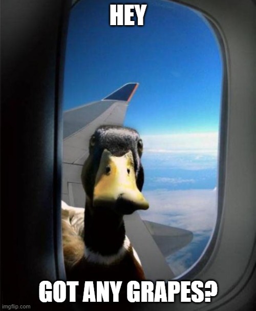 The duck song meme | HEY; GOT ANY GRAPES? | image tagged in duck on plane wing | made w/ Imgflip meme maker