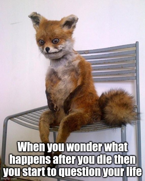 h | When you wonder what happens after you die then you start to question your life | image tagged in stoned fox | made w/ Imgflip meme maker