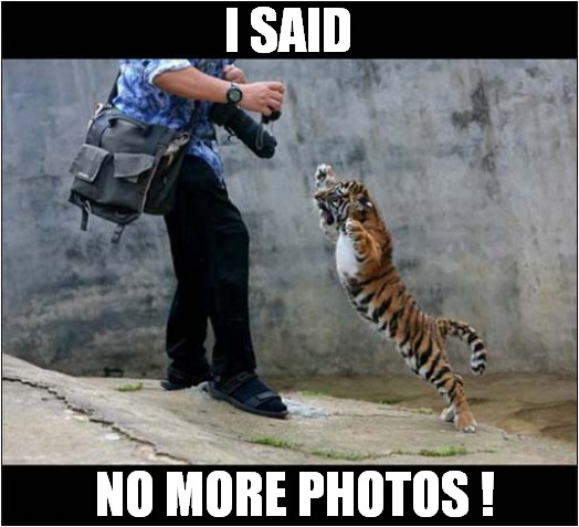 One Angry Tiger Cub ! | I SAID; NO MORE PHOTOS ! | image tagged in cats,tiger,angry,photos | made w/ Imgflip meme maker