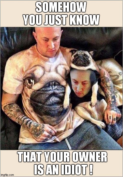 Unimpressed Pug ! | SOMEHOW YOU JUST KNOW; THAT YOUR OWNER
 IS AN IDIOT ! | image tagged in dogs,owner,clothing,idiot | made w/ Imgflip meme maker