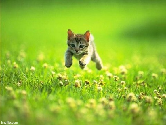 Every Time You Post A Meme God Kills A Kitten | image tagged in every time you post a meme god kills a kitten | made w/ Imgflip meme maker