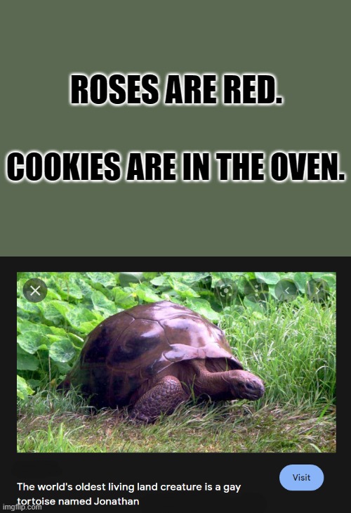 You go, Jonathan! | ROSES ARE RED. COOKIES ARE IN THE OVEN. | image tagged in memes,funny,tortoise,gay,jonathan | made w/ Imgflip meme maker
