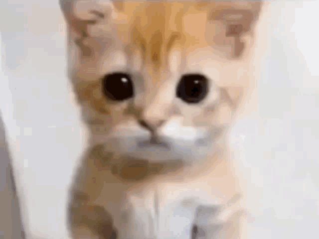 gato Memes & GIFs - Imgflip