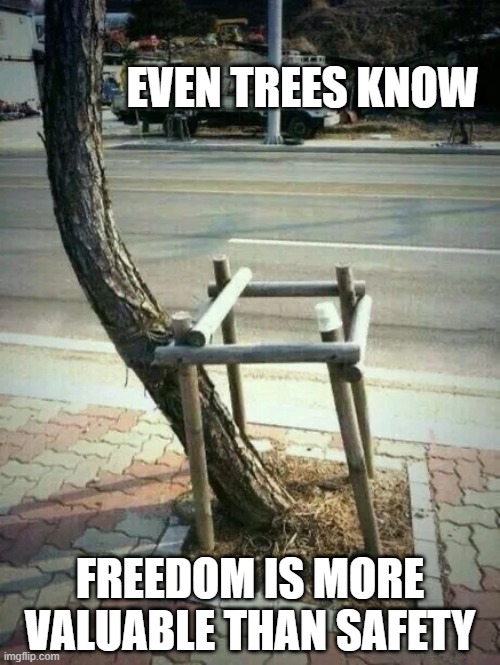  EVEN TREES KNOW; FREEDOM IS MORE VALUABLE THAN SAFETY | image tagged in freedom,trees | made w/ Imgflip meme maker