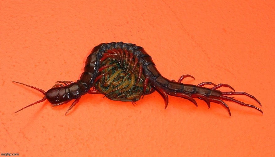 Mother centipede cares for its babies | made w/ Imgflip meme maker