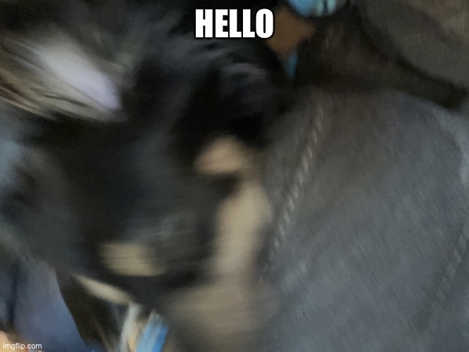 Jummy’s dog | HELLO | image tagged in jummy s dog | made w/ Imgflip meme maker