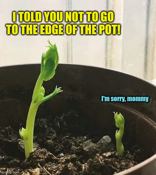 Grounded Sprout | I TOLD YOU NOT TO GO TO THE EDGE OF THE POT! I'm sorry, mommy | image tagged in funny,talking,plants,cute,memes | made w/ Imgflip meme maker