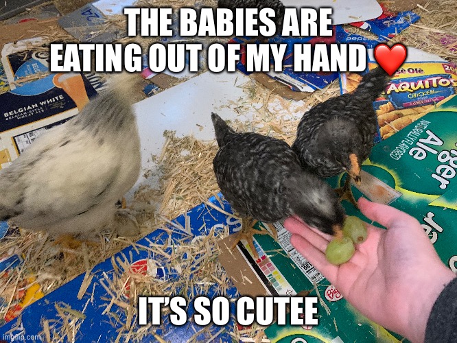 And the older hens just stole a grape right out of my hand and I laughed | THE BABIES ARE EATING OUT OF MY HAND ❤️; IT’S SO CUTEE | made w/ Imgflip meme maker