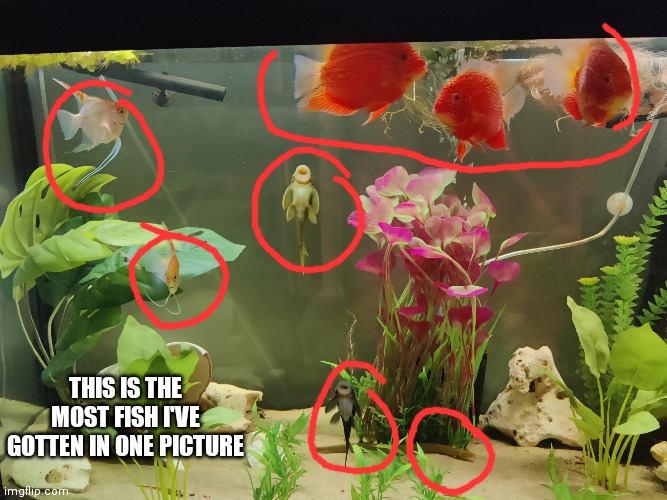 Ingot 8. There are 16 in the tank | THIS IS THE MOST FISH I'VE GOTTEN IN ONE PICTURE | made w/ Imgflip meme maker
