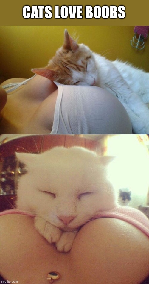 Booba cat | CATS LOVE BOOBS | image tagged in boobs,cats,cute | made w/ Imgflip meme maker