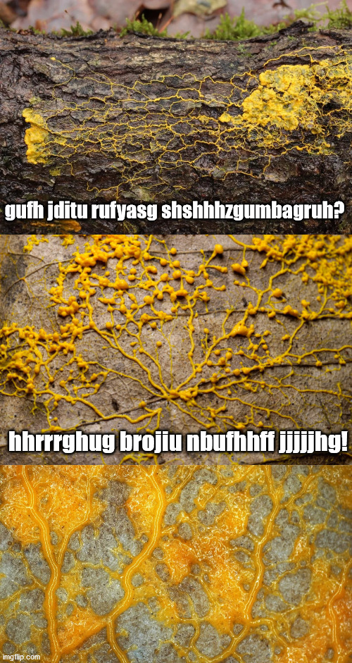 Bad Pun Slime Mold | gufh jditu rufyasg shshhhzgumbagruh? hhrrrghug brojiu nbufhhff jjjjjhg! | image tagged in bad pun slime mold,hrpug wqinzpf | made w/ Imgflip meme maker