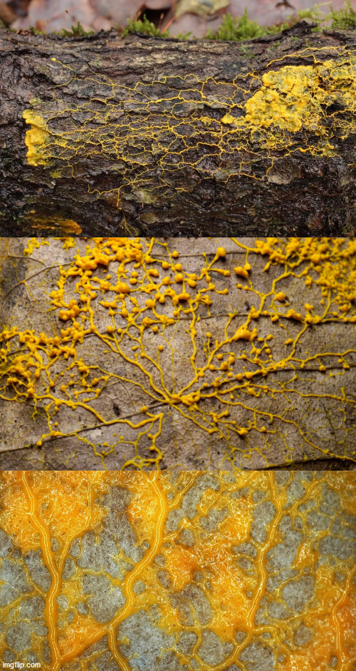 Bad Pun Slime Mold Blank Meme Template