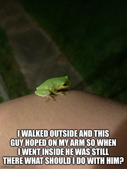 Fwog | I WALKED OUTSIDE AND THIS GUY HOPED ON MY ARM SO WHEN I WENT INSIDE HE WAS STILL THERE WHAT SHOULD I DO WITH HIM? | image tagged in frog,f_r_o_g,f-r-o-g,fwog | made w/ Imgflip meme maker
