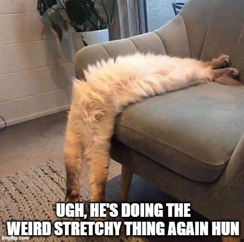 Headless Kitty | UGH, HE'S DOING THE WEIRD STRETCHY THING AGAIN HUN | image tagged in funny cats | made w/ Imgflip meme maker