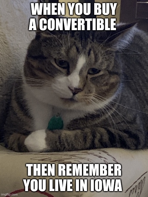 Murrie The Cat | WHEN YOU BUY A CONVERTIBLE; THEN REMEMBER YOU LIVE IN IOWA | image tagged in murrie the cat | made w/ Imgflip meme maker