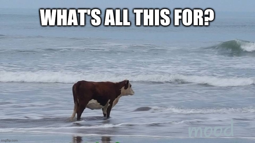 ? |  WHAT'S ALL THIS FOR? | image tagged in beach cow,cow,beach,moo,the meaning of life,memes | made w/ Imgflip meme maker