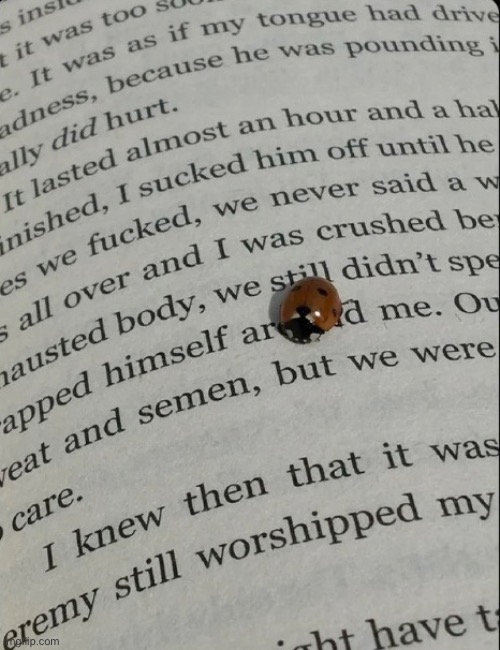 OMG GUYS LOOK AT THIS LADYBUG | made w/ Imgflip meme maker